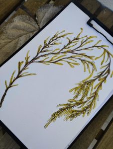 sargassum muticum